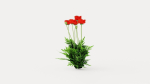 Turkenlouis Oriental Poppy