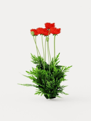 turkenlouis-oriental-poppy-3d-model-6e9ec7ffcb
