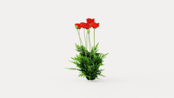 Turkenlouis Oriental Poppy