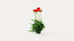 Turkenlouis Oriental Poppy