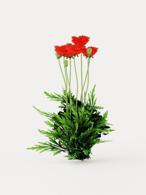 Turkenlouis Oriental Poppy