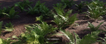 Ultimate Fern Collection