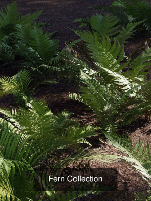 ultimate-fern-collection-3d-model-obj-fbx-blend