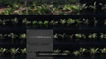 Ultimate Fern Collection