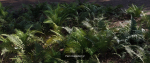 Ultimate Fern Collection