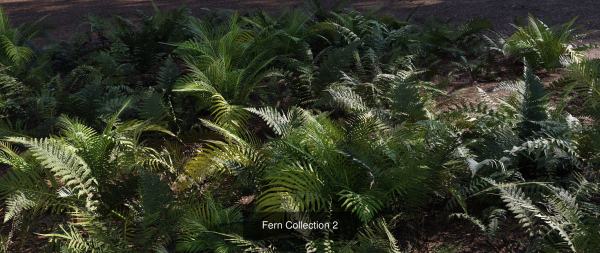 Ultimate Fern Collection