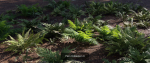 Ultimate Fern Collection