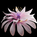 Unique Flower 02
