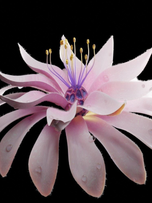 Unique Flower 02