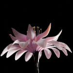 Unique Flower 02
