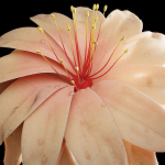 Unique Flower 03