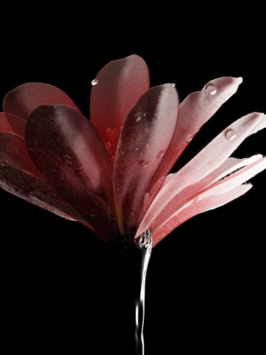 unique-flower-04-3d-model-641d35be52