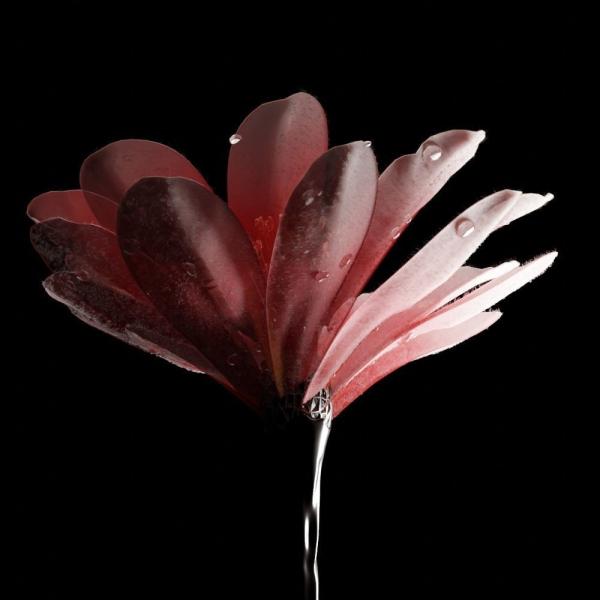 Unique Flower 04
