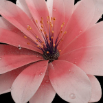 Unique Flower 04