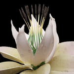 Unique Flower 07
