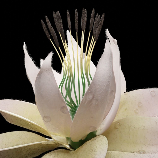 Unique Flower 07