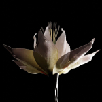 Unique Flower 07