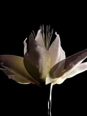 unique-flower-07-3d-model-888f46cb7f