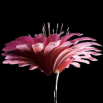 Unique Flower 08