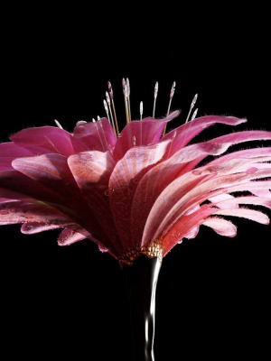 unique-flower-08-3d-model-2ff895e78f