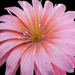 Unique Flower 08