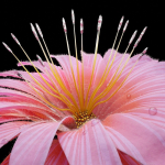 Unique Flower 08