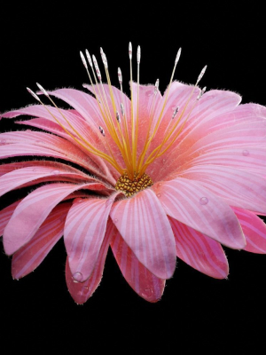 Unique Flower 08