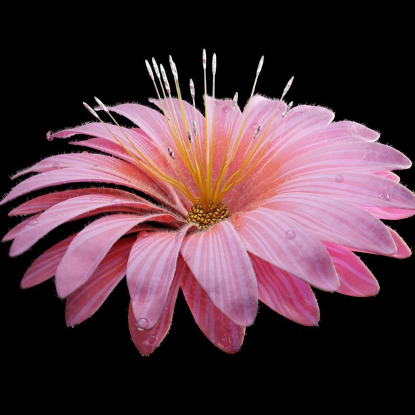 Unique Flower 08