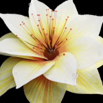 Unique Flower 09