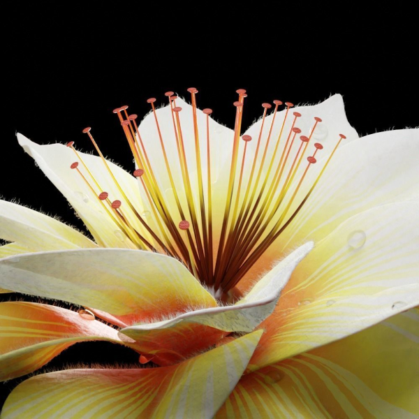 Unique Flower 09