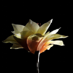 Unique Flower 09