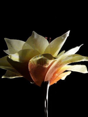 unique-flower-09-3d-model-dbaecc5b29