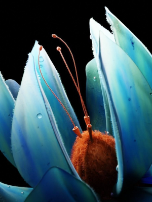 unique-flower-3d-model-19bb43a34d