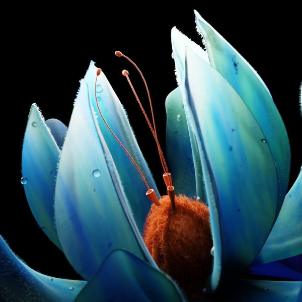 Unique Flower