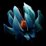 Unique Flower
