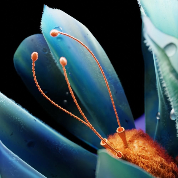 Unique Flower
