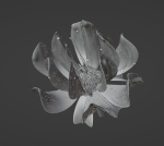 Unique Flower