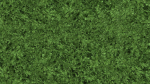 Untidy boxwood hedge - Buxus