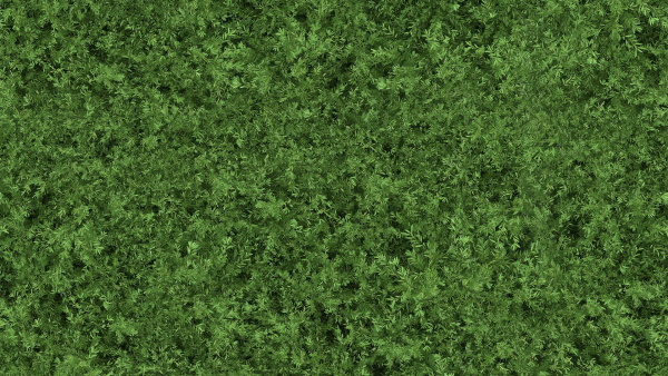 Untidy boxwood hedge - Buxus