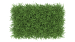 Untidy boxwood hedge - Buxus
