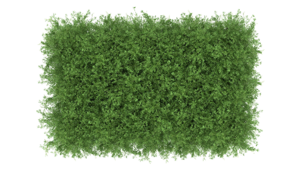 Untidy boxwood hedge - Buxus