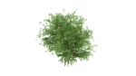 Untidy boxwood hedge - Buxus