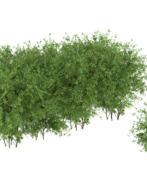 Untidy boxwood hedge - Buxus