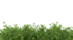 Untidy boxwood hedge - Buxus