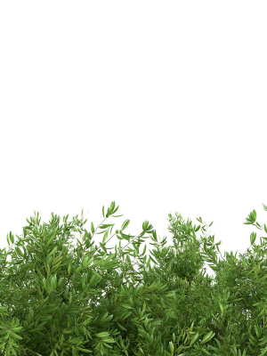 untidy-boxwood-hedge-buxus-3d-model-dcc0a937a6