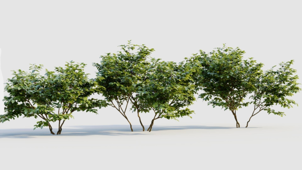 Vaccinium caesariense a