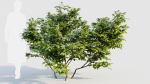 Vaccinium caesariense a