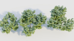 Vaccinium caesariense a