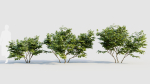 Vaccinium caesariense a