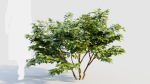Vaccinium caesariense a